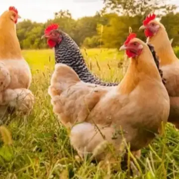 أسعار الفراخ اليوم الجمعة 24 أبريل 2026